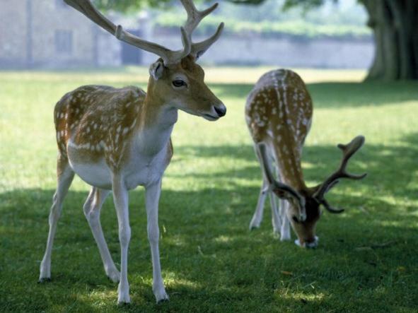 Knole 3* Sevenoaks